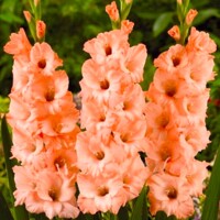 Gladioly Sabor - 5 ks v balení