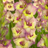 Gladioly Sapporo - 5 ks v balení