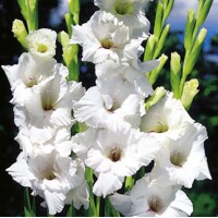 Gladioly White Friendsjhip - 5 ks v balení