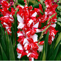 Gladioly Zizane - 5 ks v balení