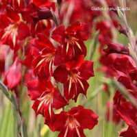Gladioly Nanus Claudia - 5 ks v balení