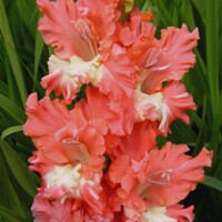 Gladioly Frizzle Teds - 5 ks v balení