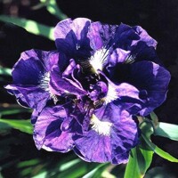 Iris Sibirica Kabluey