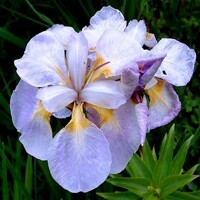 Iris Sibirica Ama No Hana