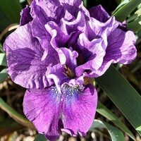Iris Sibirica Bundle Of Joy