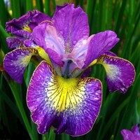 Iris Sibirica How Audacious