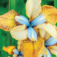 Iris Sibirica Flying Fiddles