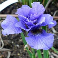 Iris Sibirica Rambunctious