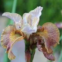 Iris Sibirica Jerry Murphy