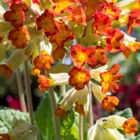 Primula Veris /orange red with yellow/