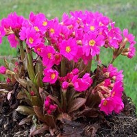 Primula Grandiflora
