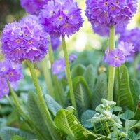 Primula Prom Lilac