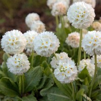 Primula Prom White
