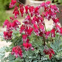 Srdcovka Burning Hearts