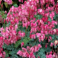 Srdcovka King Of Hearts