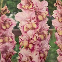 Gladioly Quepo - 5 ks v balení