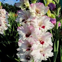 Gladioly Barborka - 5 ks v balení