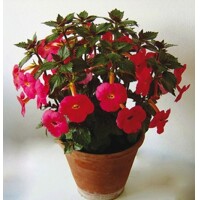 Achimenes Harry Williams - 5 ks v balení