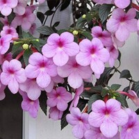 Achimenes Peach Blossom - 5 ks v balení