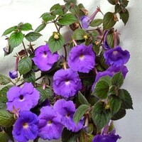 Achimenes Pulcherimma - 5 ks v balení