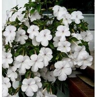 Achimenes Snow Princess - 5 ks v balení