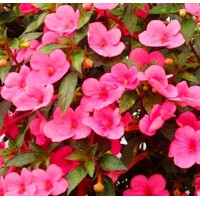 Achimenes Vivid - 5 ks v balení