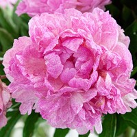 Pivonky Sarah Bernhardt Unique