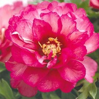 Pivonky ITOH Julia Rose