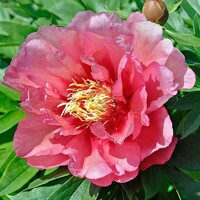 Pivonky ITOH Hillary