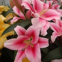 Lalia stromová Marriot