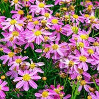 Coreopsis American Dream