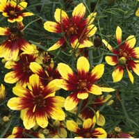 Coreopsis Bengal Tiger