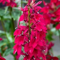 Lobelia Fan Burgundy