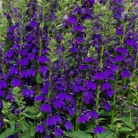 Lobelia Starship Blue