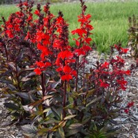 Lobelia Scarlet Broze Leaved