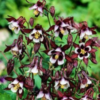 Orlík William Guiness