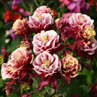 Orlík Double Red White