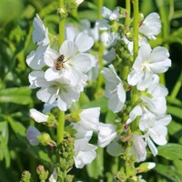 Sidalcea Candida