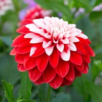 Dahlia Olgas Light