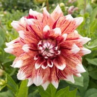 Dahlia Striped Duet