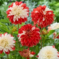 Dahlia Tangerine Sorbet