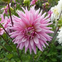 Dahlia Titan Magenta