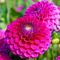 Dahlia Cryfield Harmony