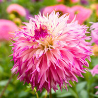 Dahlia Pinelands Princess