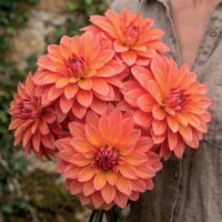 Dahlia Titan Lighthause