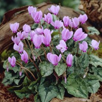 Cyclamen Hederifolium