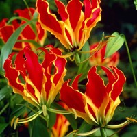 Gloriosa Rothschildiana