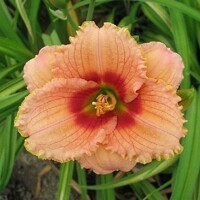 Laliovka Broadway Gal