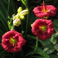 Laliovka Siloam Grace Stamile