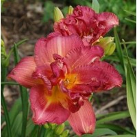 Laliovka Thanks Two Friends